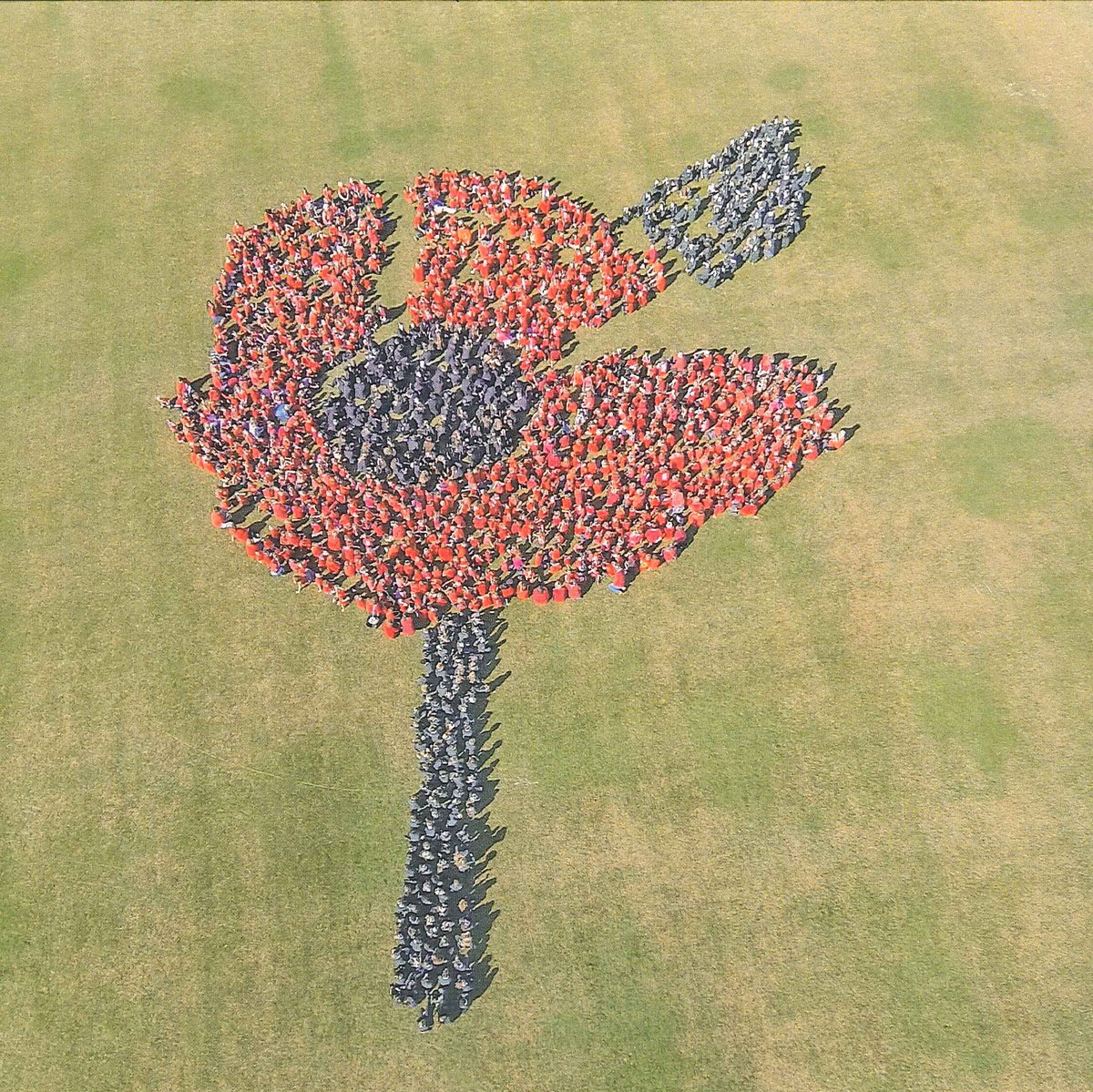 Pupils from Royston schools came together to create a poppy for #ArmisticeDay in 2015 #MuseumsUnlocked