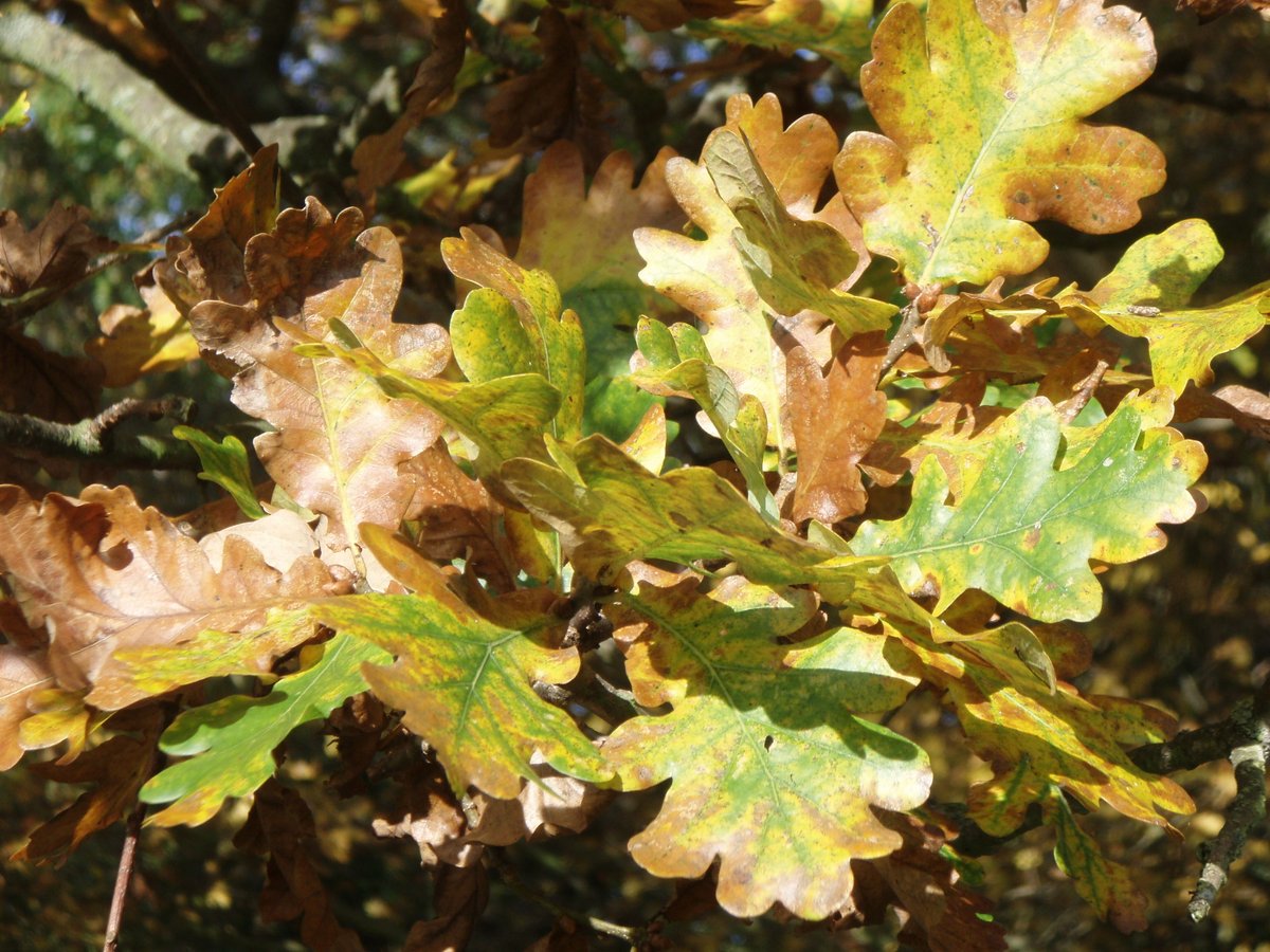 CCRI (@ccri_uk) on Twitter photo 🚨DEADLINE EXTENSION🚨
➡️Now 15th December⬅️
Get in touch with the ambassadors if interested!
#Trees #Forests #Woodland #Research #Arboreal #Treescapes
@GeogJulie <a href="/UoGresearch/">UoG Research</a> <a href="/imperialcollege/">Imperial College London</a>
⬇️⬇️⬇️⬇️
uktreescapes.org 🚨DEADLINE EXTENSION🚨
➡️Now 15th December⬅️
Get in touch with the ambassadors if interested!
#Trees #Forests #Woodland #Research #Arboreal #Treescapes
@GeogJulie <a href="/UoGresearch/">UoG Research</a> <a href="/imperialcollege/">Imperial College London</a>
⬇️⬇️⬇️⬇️
uktreescapes.org