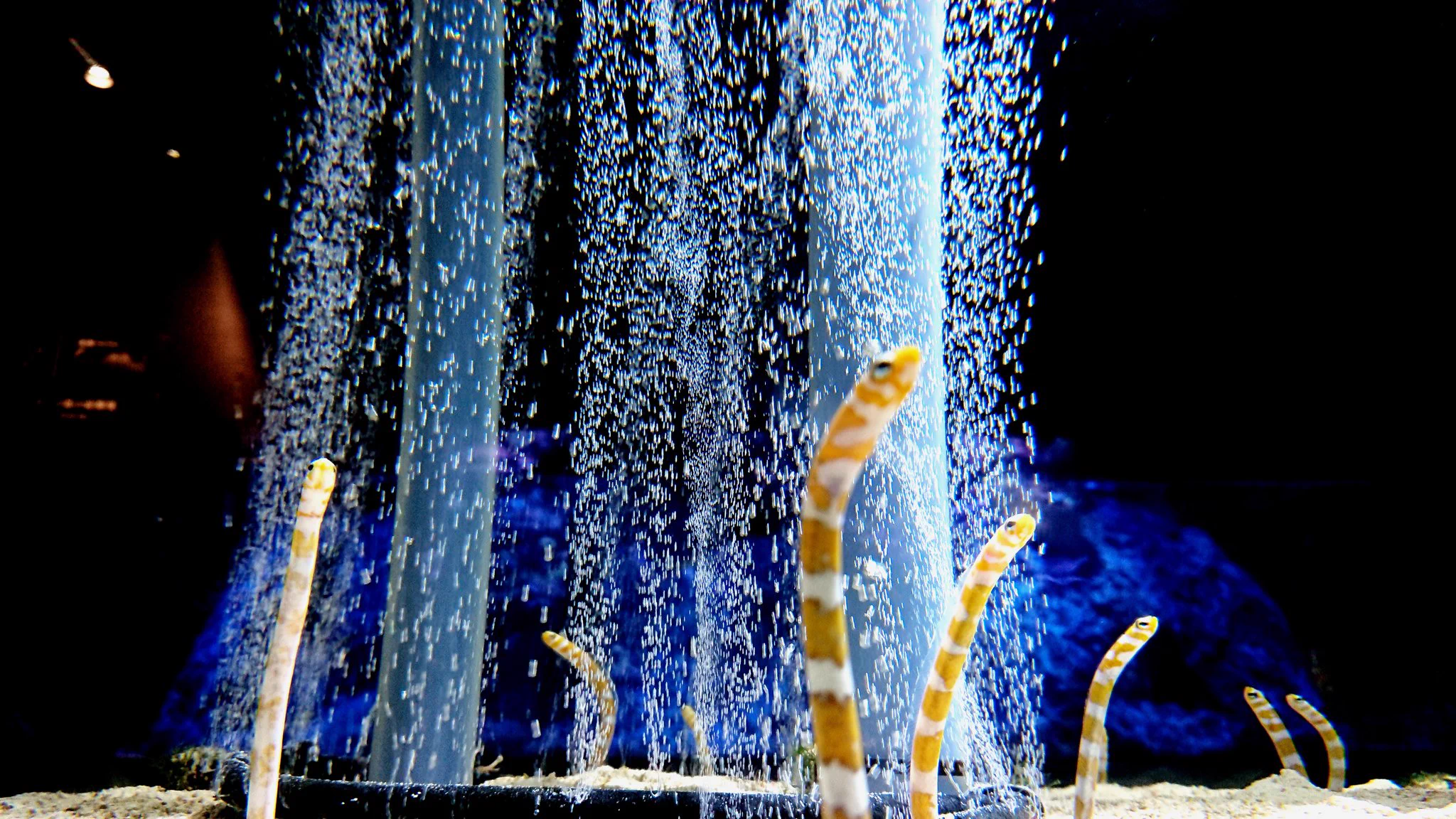 @Sumida_Aquarium 先月、すみだ水族館に行った時、
癒してくれた チンアナゴ～
#11月11日はチンアナゴの日 
#TLをチンアナゴで埋め尽くそう 