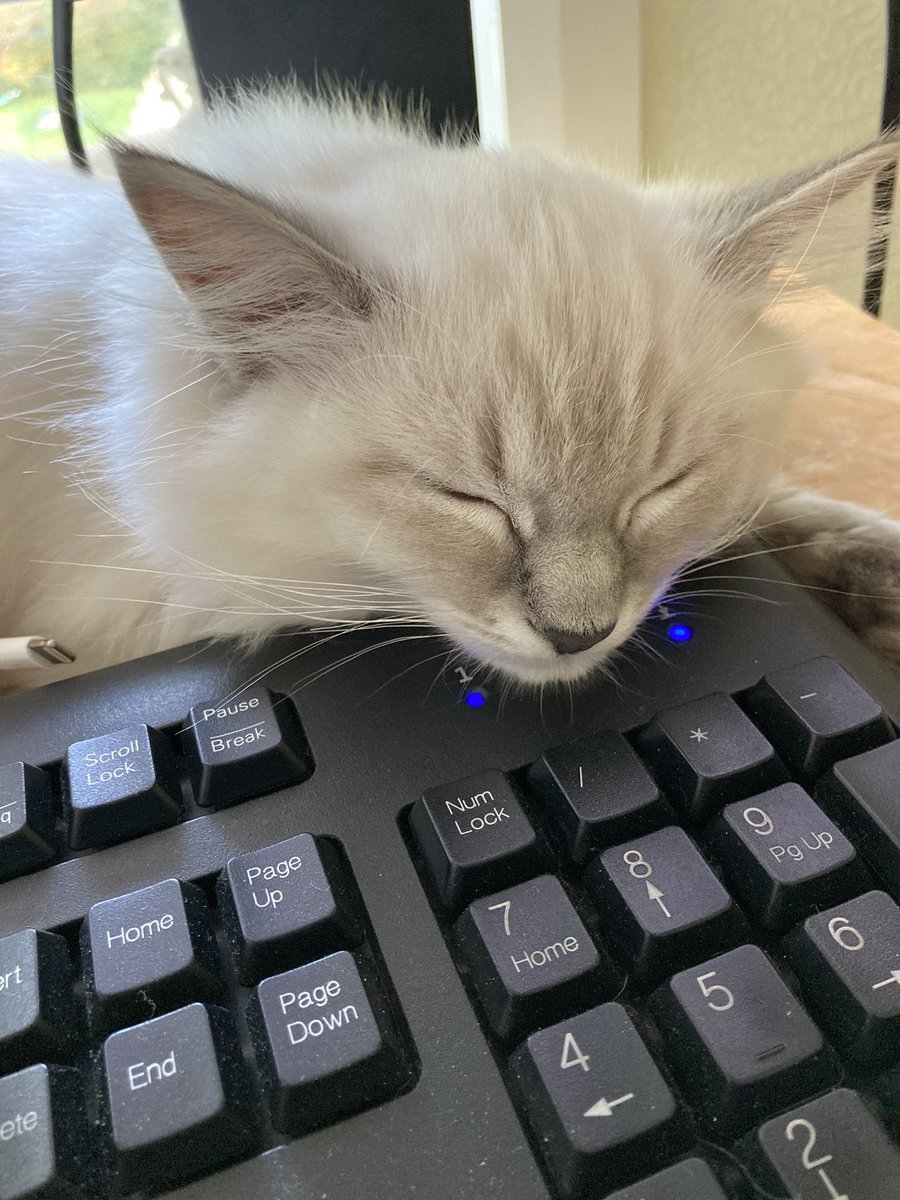 PywellElisabeth's tweet photo. Thank you @RTPIPlanners for organising a great day of content for #YPConf2020 missing seeing everyone in person but digital is the next best thing! Plus I get to spend the day with this cutie... though it seems she’s not as interested in #planning as me 😅
#cbre #cbreplanning https://t.co/d44pZMhYAH