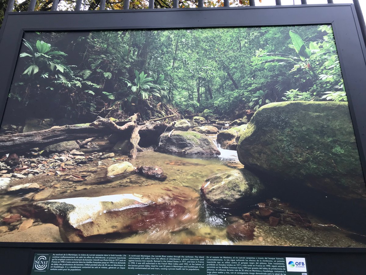 CConconne's tweet photo. Îlet Loup Garou, rocher du Diamant, riviere du Lorrain, orchidée pourpre sur les flancs de la Montagne Pelée.....la Martinique s’expose sur les grilles du Jardin du Luxembourg
#martinique https://t.co/pX6n1MfZ9k
