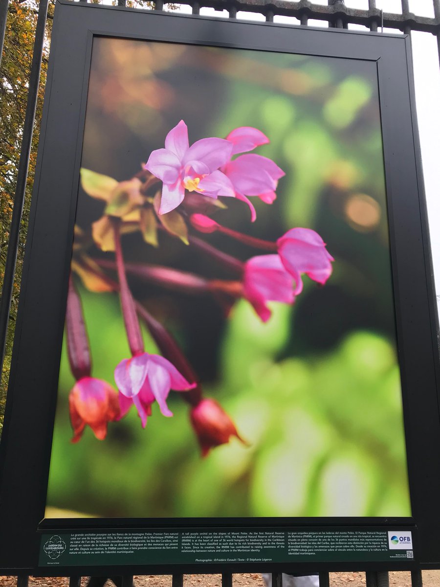 CConconne's tweet photo. Îlet Loup Garou, rocher du Diamant, riviere du Lorrain, orchidée pourpre sur les flancs de la Montagne Pelée.....la Martinique s’expose sur les grilles du Jardin du Luxembourg
#martinique https://t.co/pX6n1MfZ9k