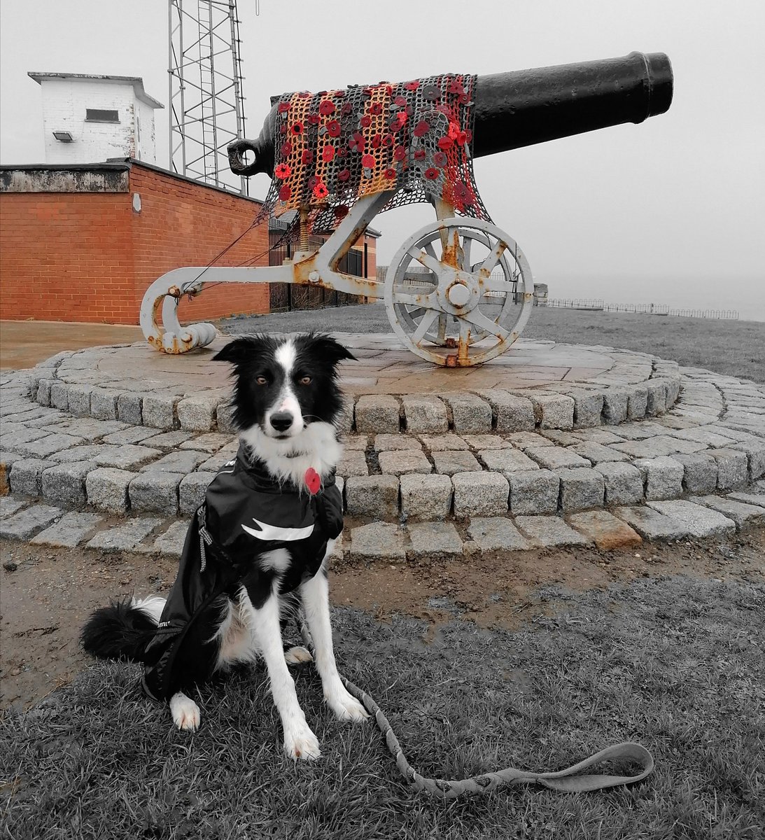 <a href="/NIrawpetfoods/">Natural Instinct</a> #WeWillRememberThem