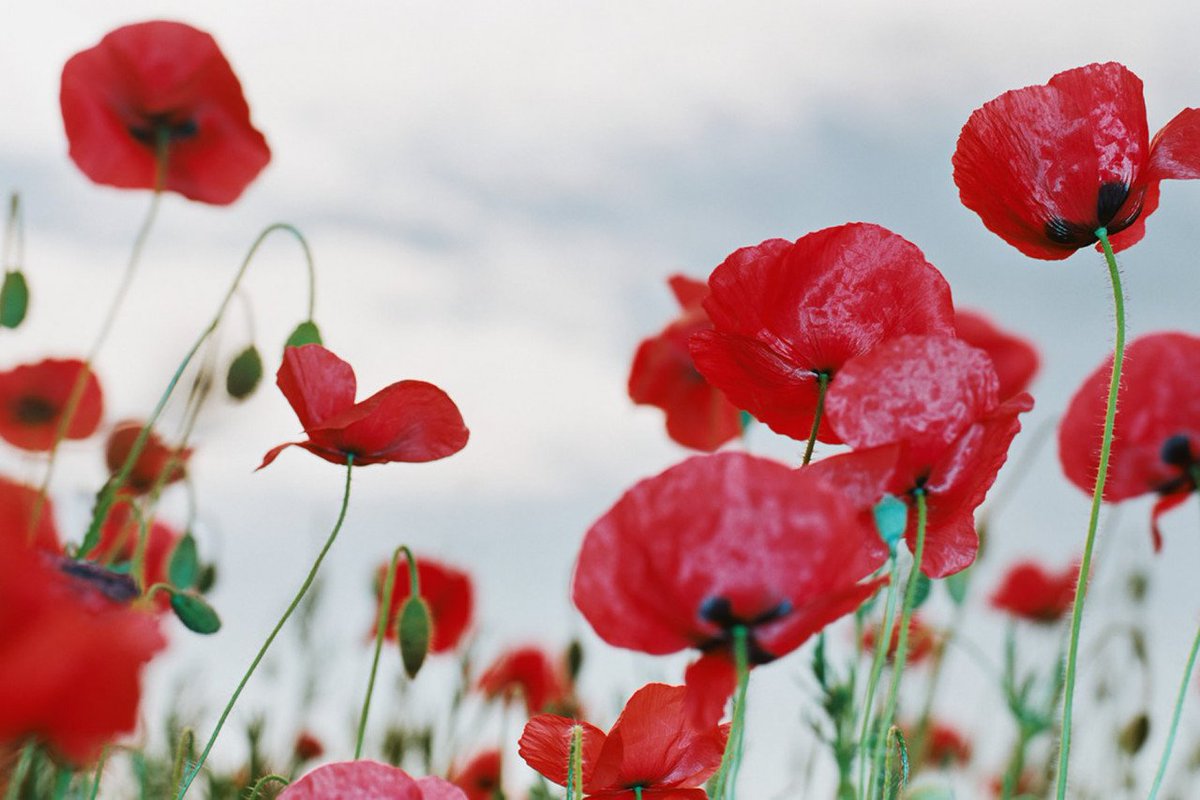 RmRobotics's tweet photo. Pause. Reflect. Remember. Lest We Forget.
#RemembranceDay https://t.co/eCtcpT6TxW