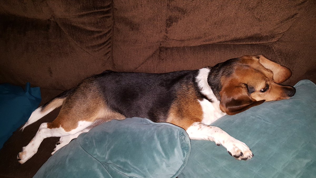 tsflick's tweet photo. @WayTooEarly  I am a teacher and wake up my dog, Maggie, way too early  every morning. Not sure she's ready for a walk today! #waytooearly https://t.co/eCEyRVRJ5w