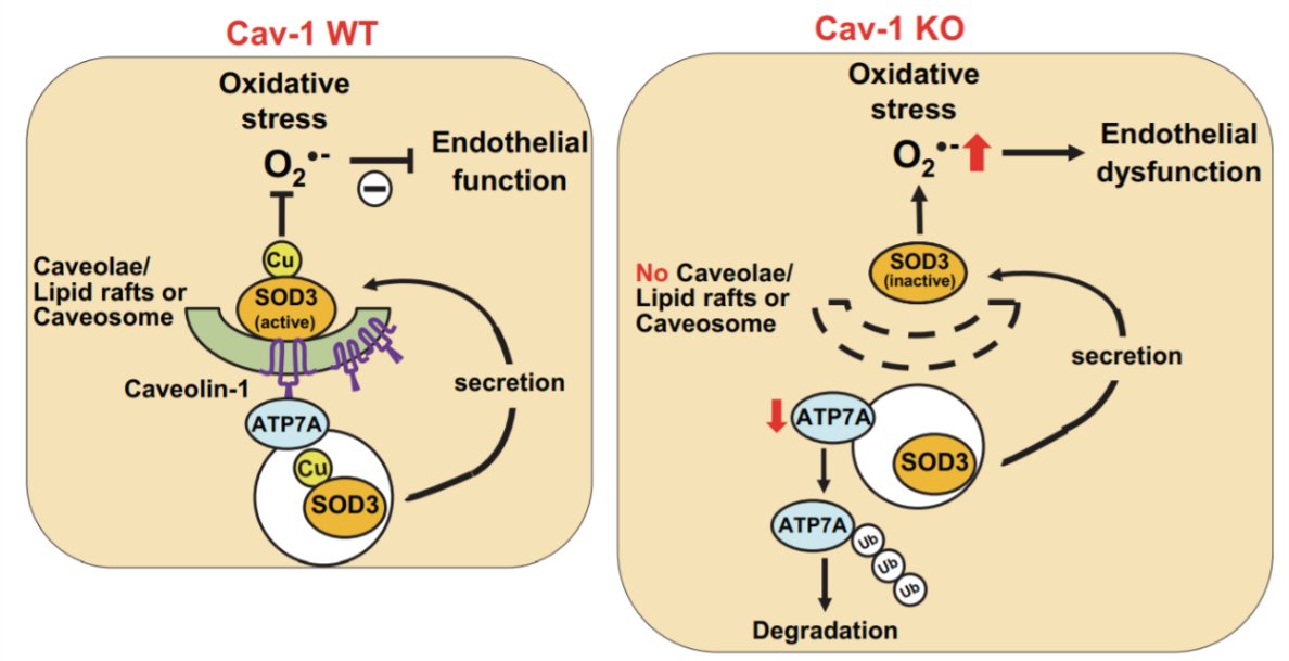 AJPCellPhys's tweet photo. @AJPCellPhys Research studies by Varadarajan Sudhahar et al reveal an unexpected role of #Caveolin-1 in vascular oxidative #stress-mediated #endothelialdysfunction. Read full paper https://t.co/VQ6ThpHoYh https://t.co/fYxJeCkYq1