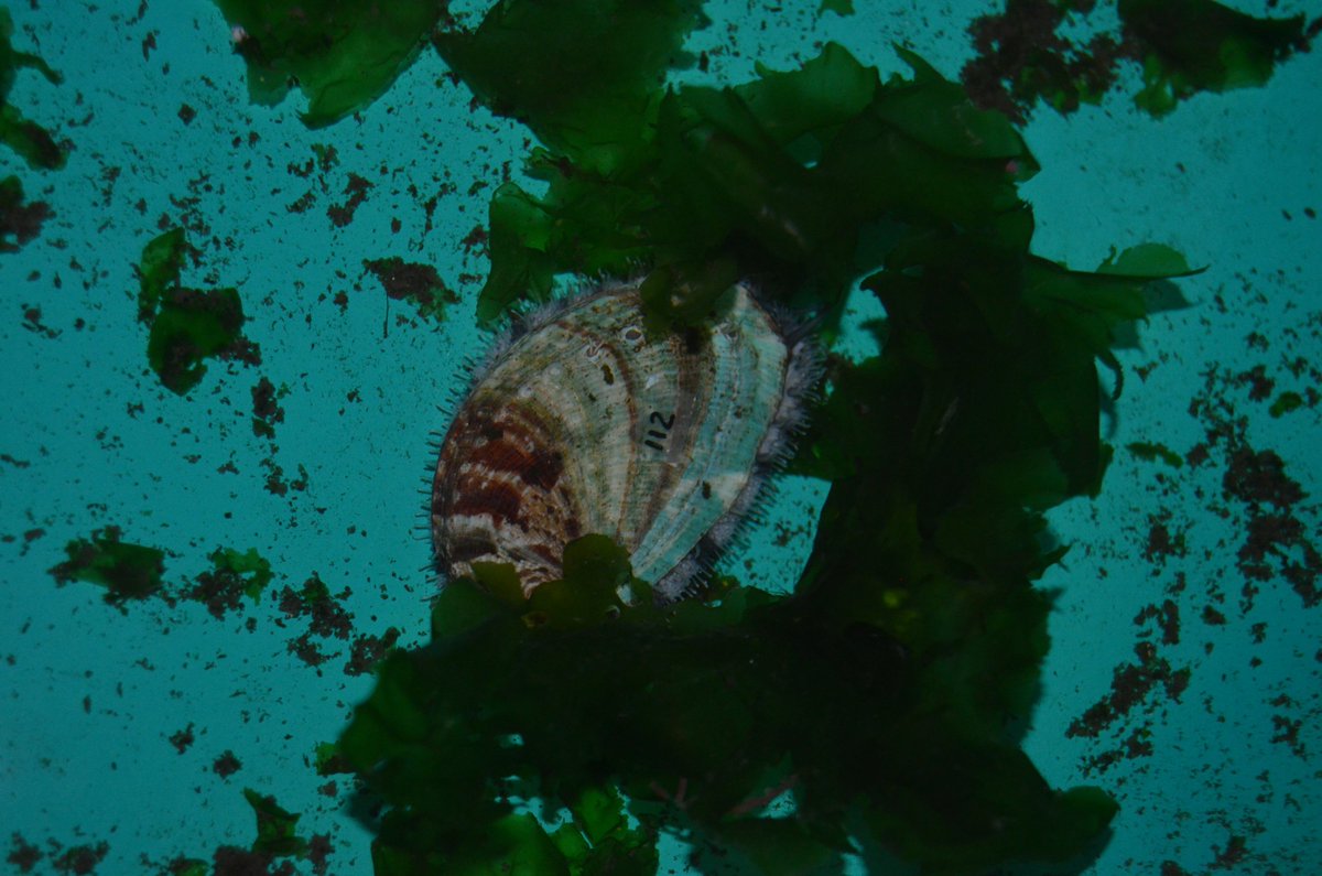 PPoliaqua's tweet photo. Una vez cultivadas las algas que usamos como biofiltro, el siguiente paso fue utilizarlas para alimentar orejas de mar (Haliotis tuberculata) https://t.co/omBXvdvgqM
