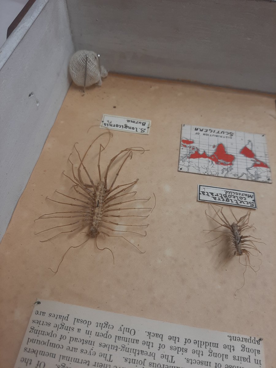 Now, it's not a competition or anything buuut...this does mean that I *do* get to visit every store and collection and take care of All The Objects - from tiny insects to wooden carriages  #ScienceWeek2020  @scienceirel