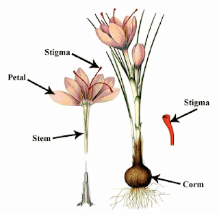 Крокус цветок схема. Крокус строение цветка. Крокусы строение. Рыльца крокуса. Крокус схема цветка.