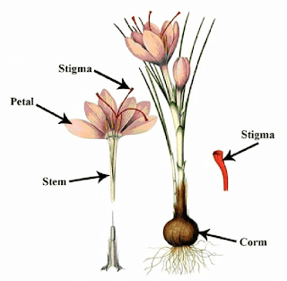 Изменения после крокуса. Крокус строение цветка. Крокусы строение. Рыльца крокуса. Крокус схема цветка.