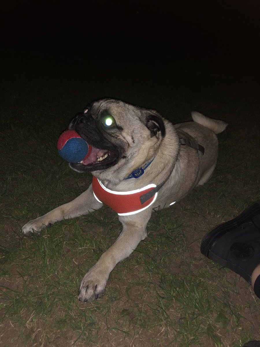 EsmeeSharkey01's tweet photo. Dog appreciation post! , incase anyone needs to see him! He might make you smile! X https://t.co/xYrhoP107r