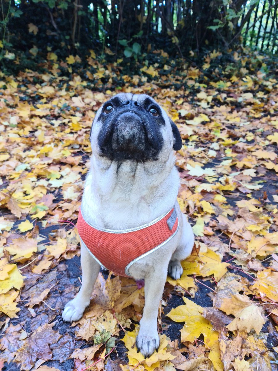 EsmeeSharkey01's tweet photo. Dog appreciation post! , incase anyone needs to see him! He might make you smile! X https://t.co/xYrhoP107r