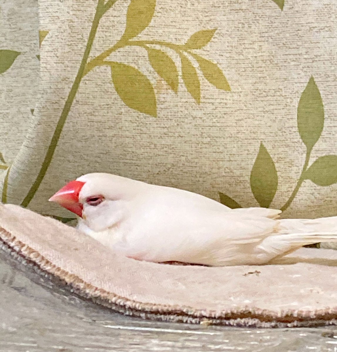 文 新木南生 A Twitter お散歩先でうたたねかえでさん Buncho Javasparrow 文鳥 文 新木南生 A Twitter お散歩先でうたたねかえでさん Buncho Javasparrow 文鳥