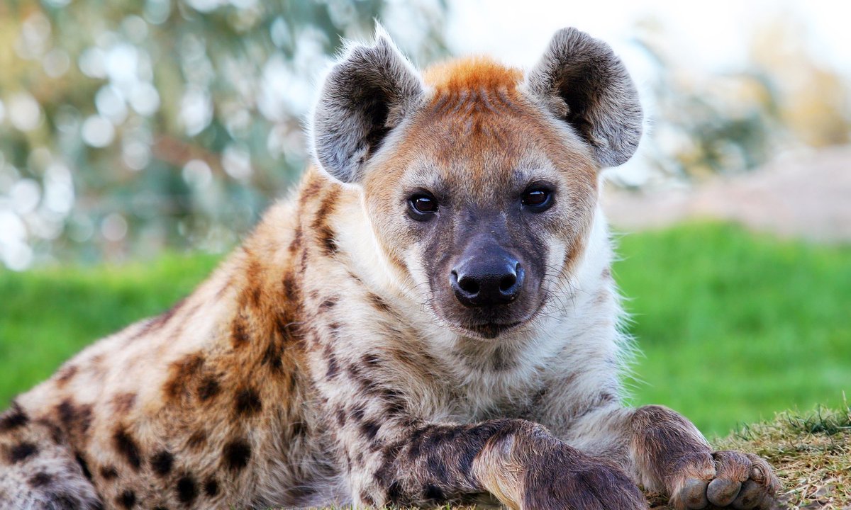 Omg I just realized I haven’t posted my animal facts in a long time. So here it goes...*ahem*... Hyenas are more closely related to cats despite their dog-like appearance.