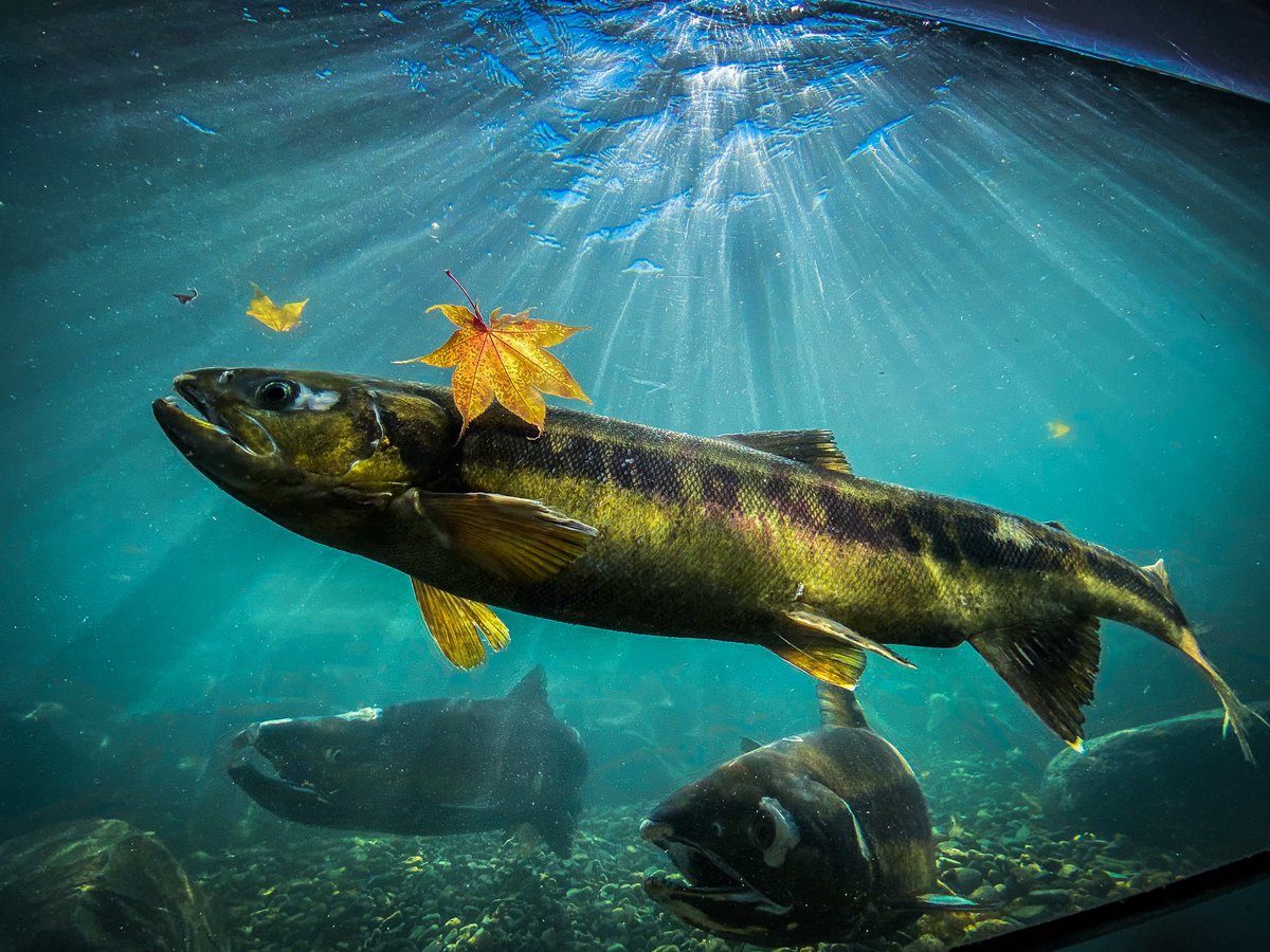 北の大地の水族館 山の水族館 今日は 鮭の日 鮭 の字が 十一 十一 と表現できることからこの日が制定されています というわけで今シーズンの鮭のベストショットをどうぞ みて美しく かっこいい たべておいしい 最強の魚です