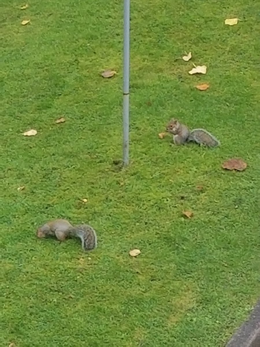 B7Oracle's tweet photo. @absoluteradio Hi Leona. Silver Side Up is the answer to today's tea break trivia.
Mark watching squirrels search for breakfast in Sheffield. https://t.co/lj0VhBG9VG