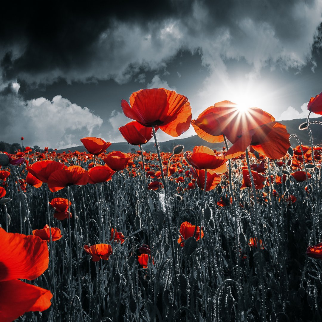 InnovationInLi1's tweet photo. When you go home, tell them of us and say, for their tomorrow we gave our today ~ Rudyard Kipling

#remembranceday https://t.co/etkq5P2D4j