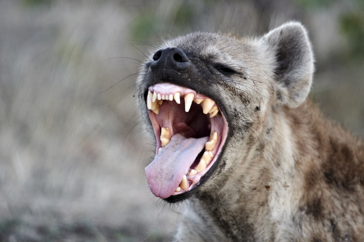 Also, hyenas (imo) are highly underestimated! They are very intelligent animals and are super dangerous!!!! Their bite force is 1100 psi (pounds per square inch) which is greater than a lions or tigers!!! Their jaws are so strong. If you were to ever get bit by one, it’s over 