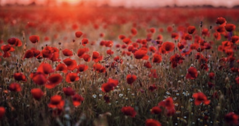 trim_design's tweet photo. May we always honour and never forget the heroes who gave their lives for our freedom. Lest We Forget https://t.co/yyz6KgJZKa
