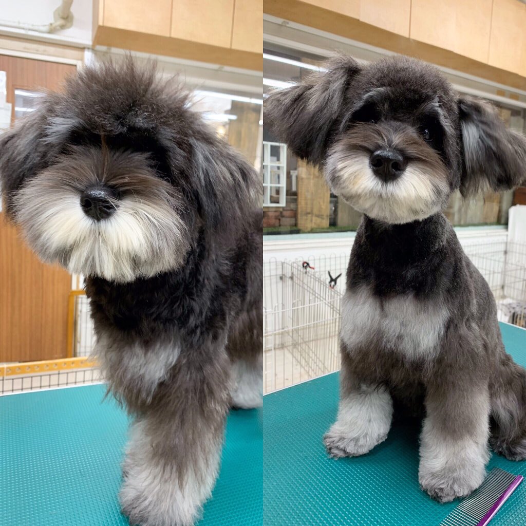 Kennel Shop 初めましての福くん もう少しで7ヶ月ですが すでに迫力ボディでカッコいいです お顔はテディで可愛らしく 尻尾も丸を目指して可愛らしく 苦手なドライヤーは少しずつ少しずつ慣れていきましょうね シュナウザー シュナ 池尻大橋