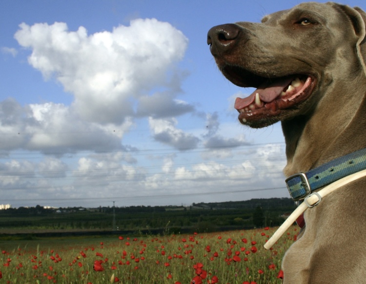 While we give thanks to all the brave men and women who have fought to protect our futures in many wars and conflicts, today we also remember our four-legged heroes! 🎖 
#wewillrememberthem