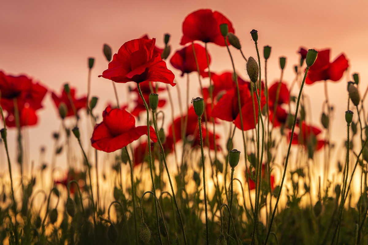 Today, TIG is pausing to remember all those who gave and continue to give the greatest sacrifice, to protect our freedoms.
 
We honour all those who serve to defend our way of life.
 
We unite and remember you. We thank you.
 
#ArmisticeDay2020
