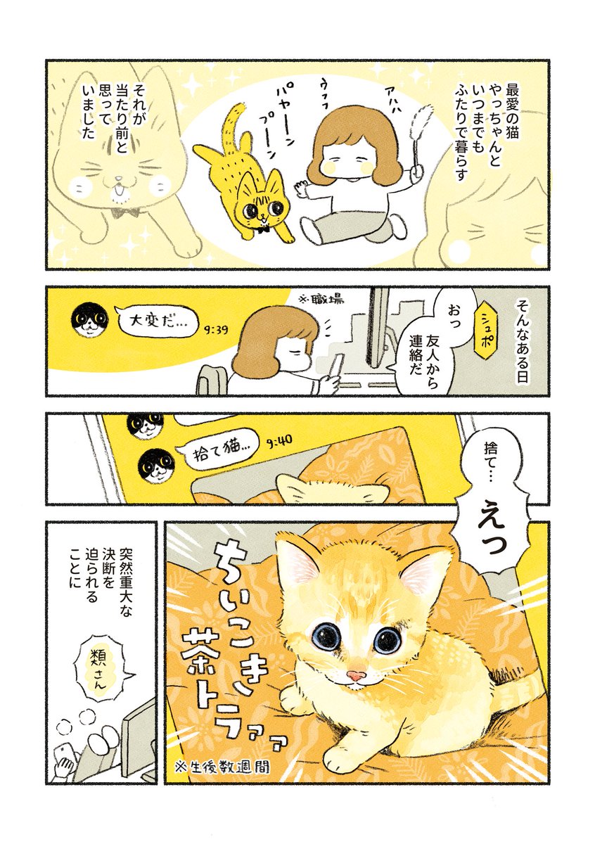 茶トラのちーちゃん 