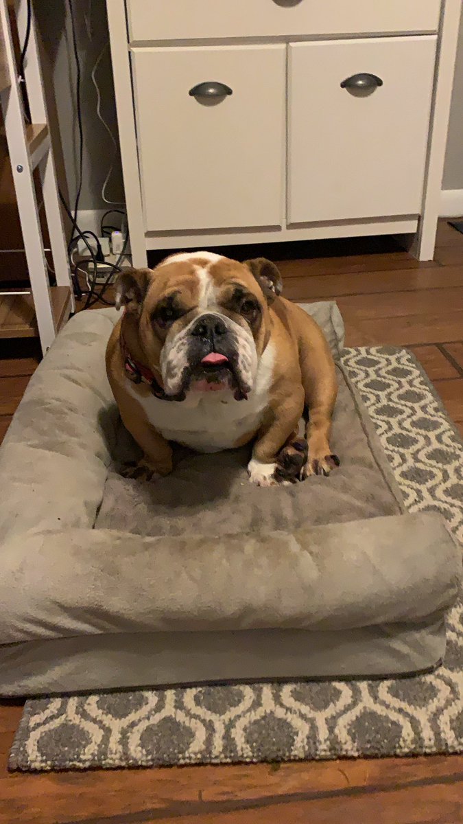 Robnc71's tweet photo. I’m up WAY TOO EARLY because my Bulldog Olive woke me up with her snoring! @WayTooEarly https://t.co/x81bKO3Kks