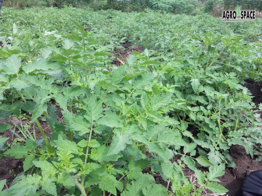 AgrospaceOffi's tweet photo. Lorsque la terre devient un ami - When the earth becomes a friend 🧡 #agriculture  
@YacinessCisse @CorcaFall @zimagricsociety @FarmerAfrica @agrosolutions @AssomarRDC @OUATTARAKatien2 @RickMoukouangui @hanadkeey7  #Togo #Afrique #tomate #tomatoes 🍅 🍅 #field #agribusiness ! https://t.co/fQEyDhrwmF