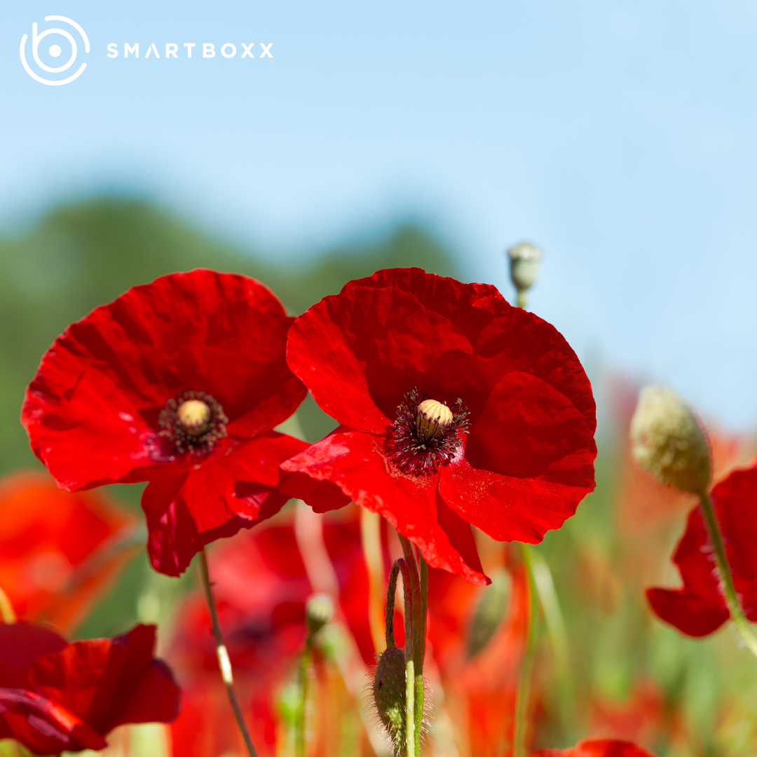 Here at Smartboxx we are marking Armistice Day by taking part in the two minute silence on the 11th hour of the 11th day of the 11th month. Join us in taking time to remember those who sacrificed their tomorrow for our today.

Lest we forget.

#Armisticeday #lestweforget2020