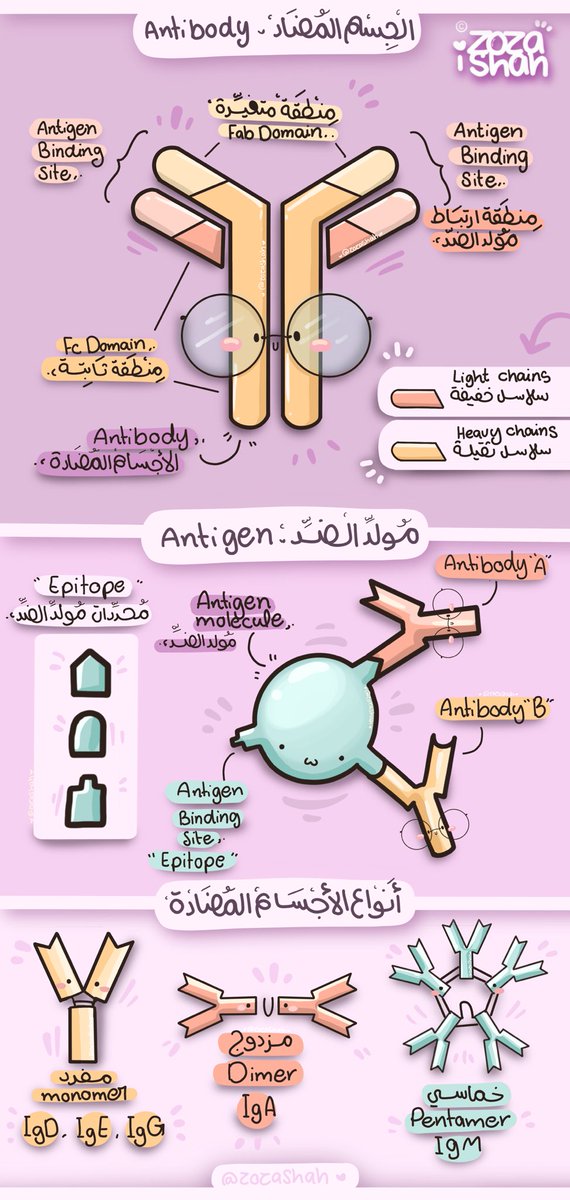 zozashah1's tweet photo. الأجسام المضادة Antibody + أنواعها و مولدات الضد Antigen 💜🤩✨

#Immunology 
#antibody https://t.co/PDVBCCEVMU