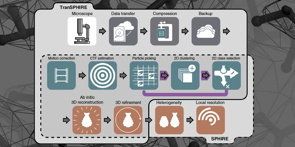 mpimoph's tweet photo. Looking for a software package for
fully-automated processing of #cryoEM datasets?
💾➡️💎

Check this 

TranSphire: automated and feedback-optimized
on-the-fly processing for #CryoEM - by @Intein @maxplanckpress @gatsogia -published in @NatureComms 

➡️https://t.co/JrQzzc3lGK https://t.co/aoYGrIeM1d