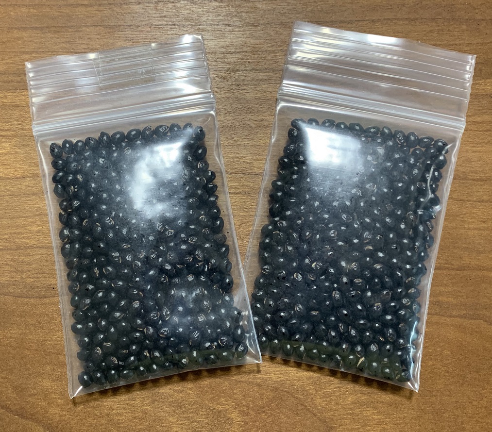 秘書 空想科学研究所 覚えのないお名前の方から封書が届き なんだろう とビクビクしながら 封を開けたら クラファンしたところからのリターンでした 高齢化が進んだ山椒 栽培を蘇らせるプロジェクト 写真がリターンの山椒の種 種まきの時期は