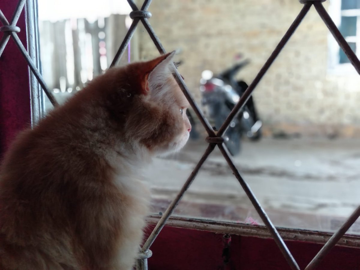 RealWidy's tweet photo. @Anyaselalubenar Kucing aja galau liat @Anyaselalubenar https://t.co/o5UpIE0CRl