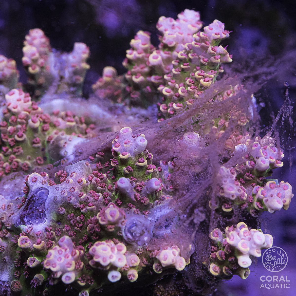 coralaquatic's tweet photo. 給餌中のサンボウミドリイシ
#reefroids
#polyplab
#今日のポリプ https://t.co/Or2SmSqkiY