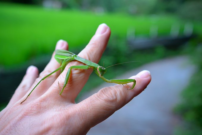 カマキリのtwitterイラスト検索結果