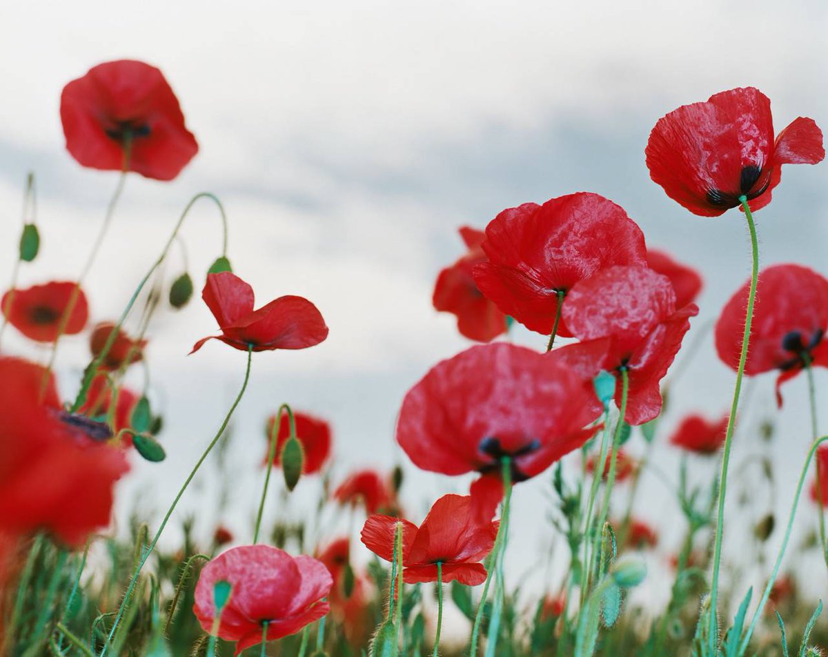 SharpMedical1's tweet image. They shall grow not old, as we that are left grow old; 
Age shall not weary them, nor the years condemn. 

We will remember them.