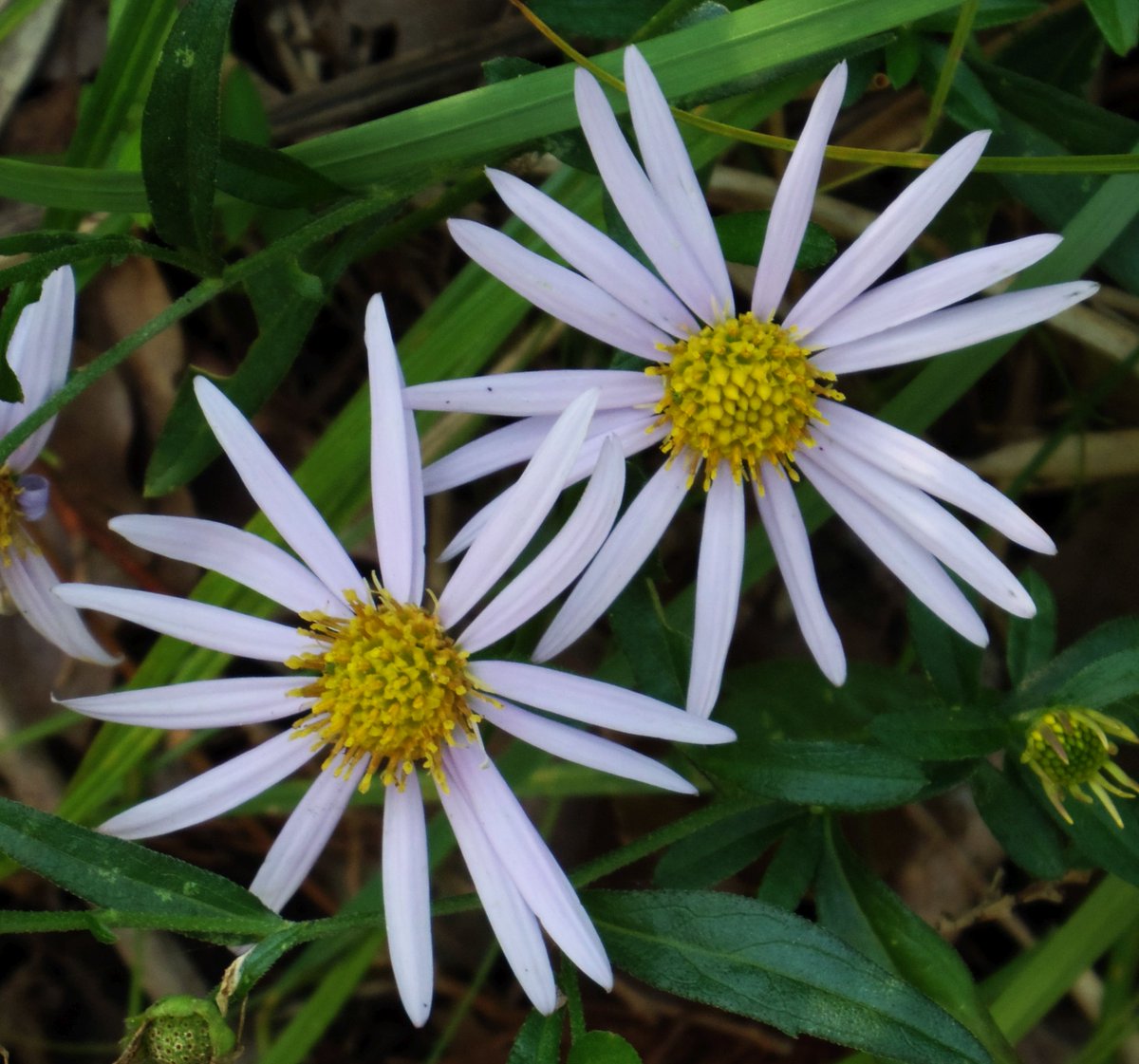 ট ইট র こころんグリーン 城の鼻公園の上り坂の脇に コヨメナの花が咲いていました 灰白色の細長い花びらがシュッとしています この季節の花ですね コヨメナ 灰白色の花 細長い花 城の鼻公園 秋の花 秋 山野草 野草 園芸 ガーデニング 熊本市