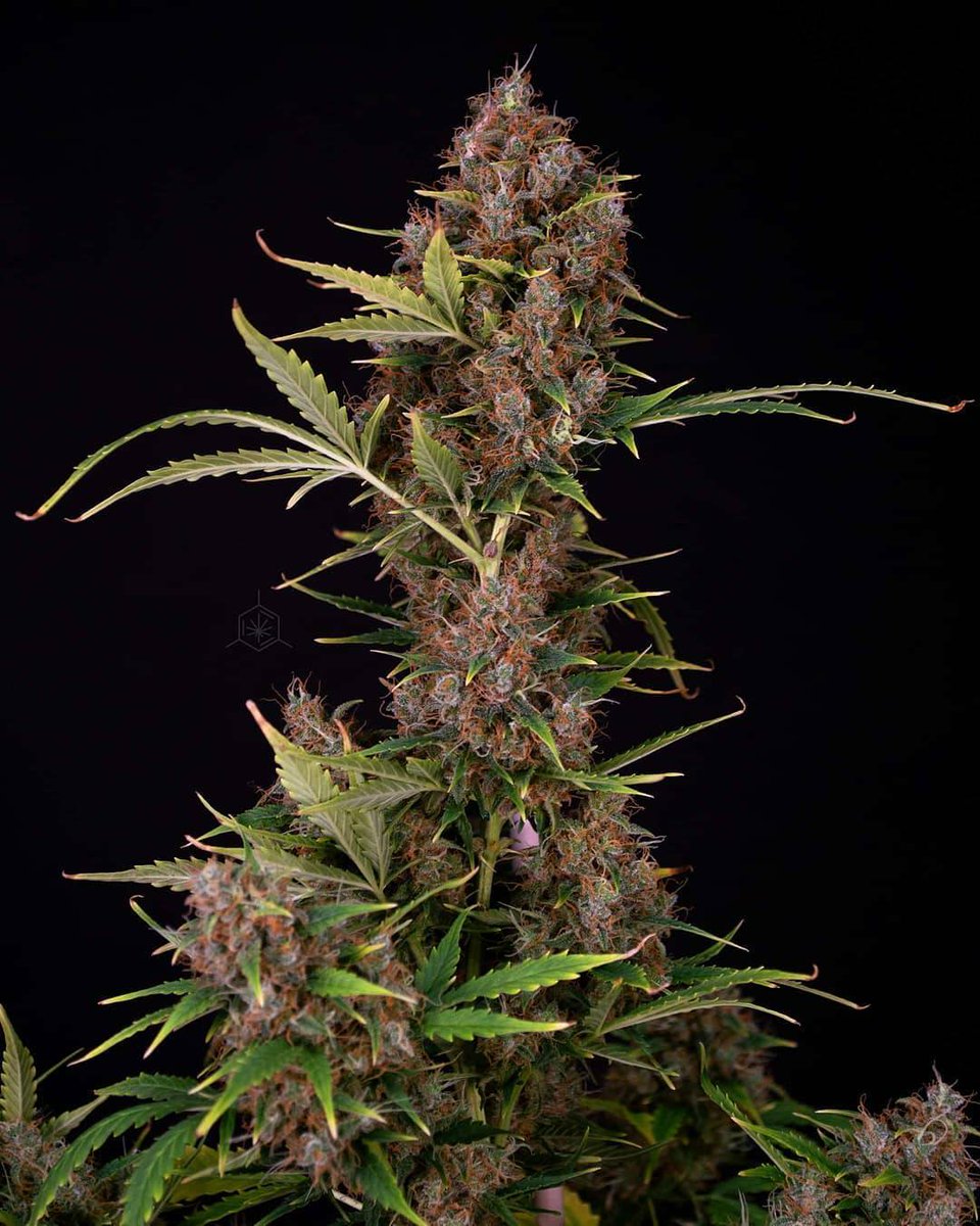 spliffseeds's tweet photo. ๐ฅ Spliff Dutch Automatic ๐ฅ
1 gal pot 12/12 lighting ๐
๐ธ:@wildeweed
๐ท:#dutchautomatic
๐จโ๐พ :#spliffseeds:
โฝ:#greenbuzzliquids
๐:https://t.co/nNq6kIrgWD
#autoflowering #growdiaries #cannabisphotography #growyourown #cannabisart #weedphotography https://t.co/sVhDEAZp3i