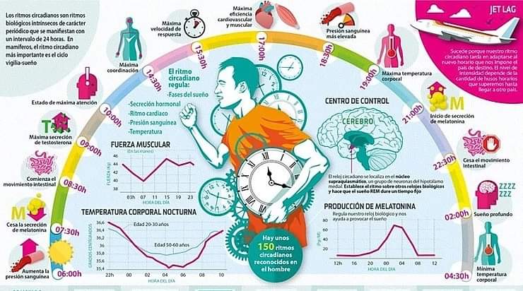 En EJERCICIO, el MOMENTO del día es IMPORTANTE

Sabiendo que el mejor ejercicio es EL QUE SE HACE (bien) y por tanto es mejor hacerlo que no hacerlo, también es cierto que los efectos positivos del EJERCICIO sobre la salud están también mediados por CUÁNDO se realiza
Abro hilo 👇🏼