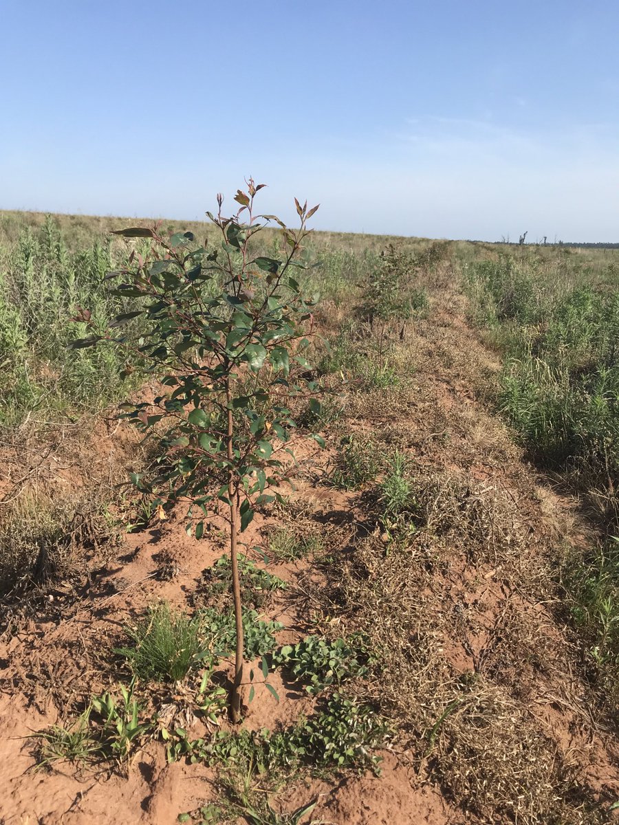admfmadero's tweet photo. Eucalyptus en Corrientes https://t.co/Z7mgIQS6By