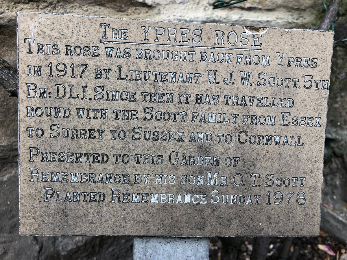 A rose for remembrance. Brought back from #Ypres in 1917 by Lt HJW Scott, 5th Bn DLI, and planted in the Durham Light Infantry memorial garden <a href="/durhamcathedral/">Durham Cathedral</a> in 1978, it still blooms every summer.  

#MuseumsUnlocked #WeWillRememberThem #LestWeForget #RemembranceDay