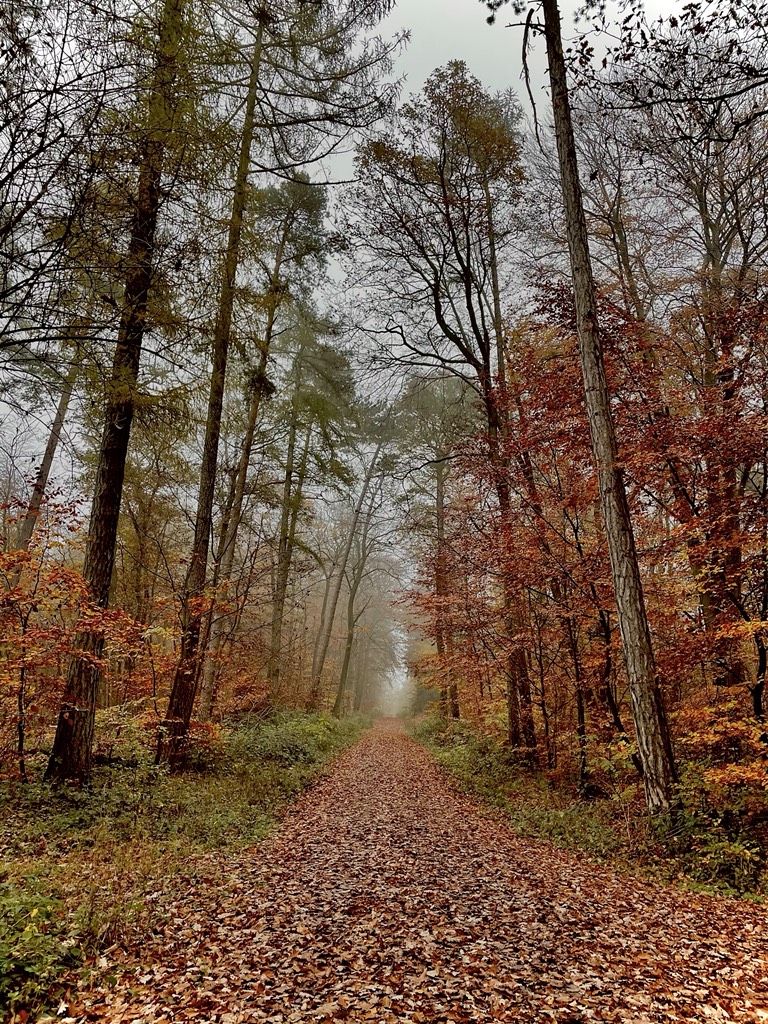 agentkramer's tweet photo. went for a walk with my students this morning - great #autumn #atmosphere https://t.co/q7p6kh0gYa