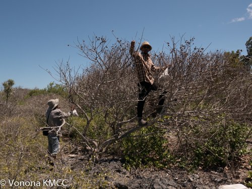 vononarbgkew1's tweet photo. First fieldtrip for the MSB team in the north-northwest of #Madagascar for the seed collecting program after long days of confinement @TeamKMCC https://t.co/cPMuQP7IPN