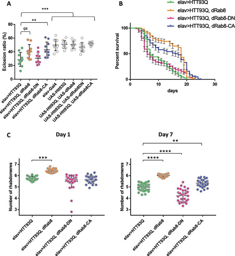 journal_hd's tweet photo. Do increased Rab8 levels protect against mutant HTT toxicity? See a recent #JHD article investigating it: https://t.co/FrlbAVEix1
#JournalofHuntingtonsDisease #Huntingtonsdisease #HD #HDResearch #RABGTPase #mhtt #Drosophila #HDmodel https://t.co/zkUkx7qPlT