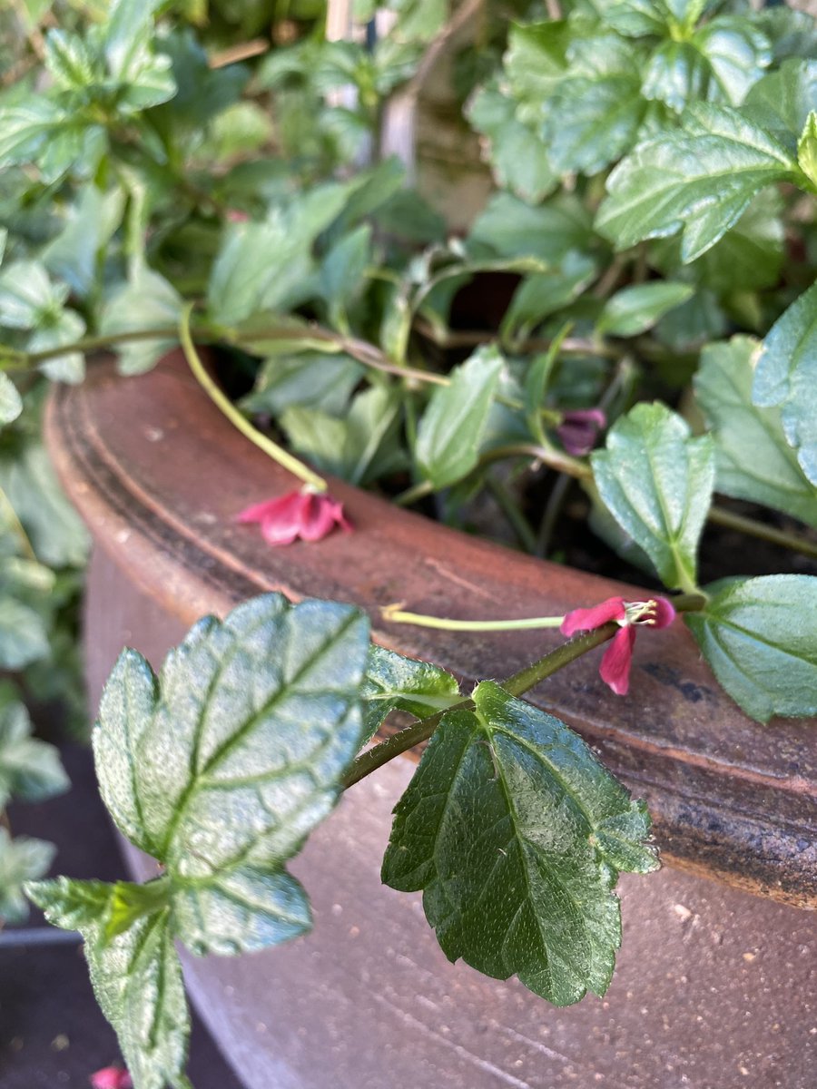 N__Aldrees's tweet image. 