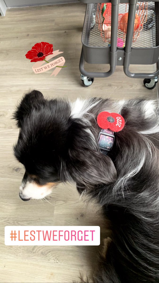 Wearing her poppy with pride today #RemembranceDay #LestWeForget #dogsoftwitter #Bordercollie