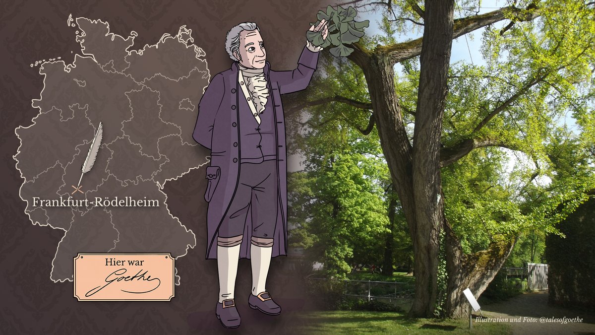 talesofgoethe's tweet photo. „Dieses Baums Blatt, der von Osten Meinem Garten anvertraut.“
Im Frankfurter Stadtteil #Rödelheim befindet sich ein um 1750 gepflanzter Gingko-Baum. Dieser soll #Goethe bei einem Besuch im September 1814 zu dem Gedicht „Ginkgo biloba“ inspiriert haben.
#hierwargoethe #GoetheOrte https://t.co/jbFaAYgXLb