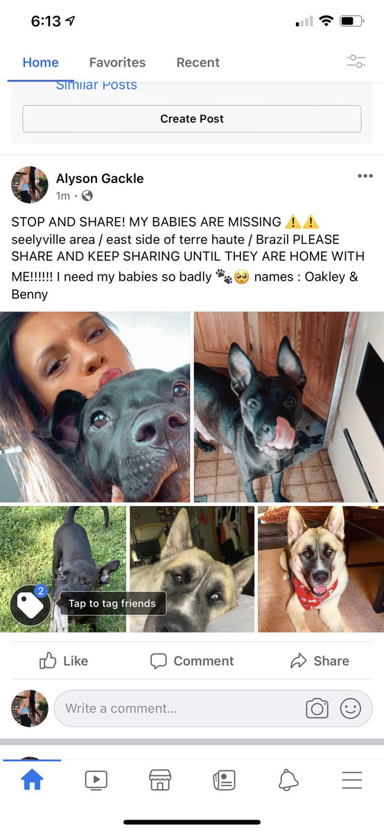 alyson_mariee's tweet photo. CASH REWARD ⚠️ PLEASE DONT STOP SHARING UNTIL MY BABIES ARE HOME 🐾❤️ https://t.co/K96pV5p2Qt