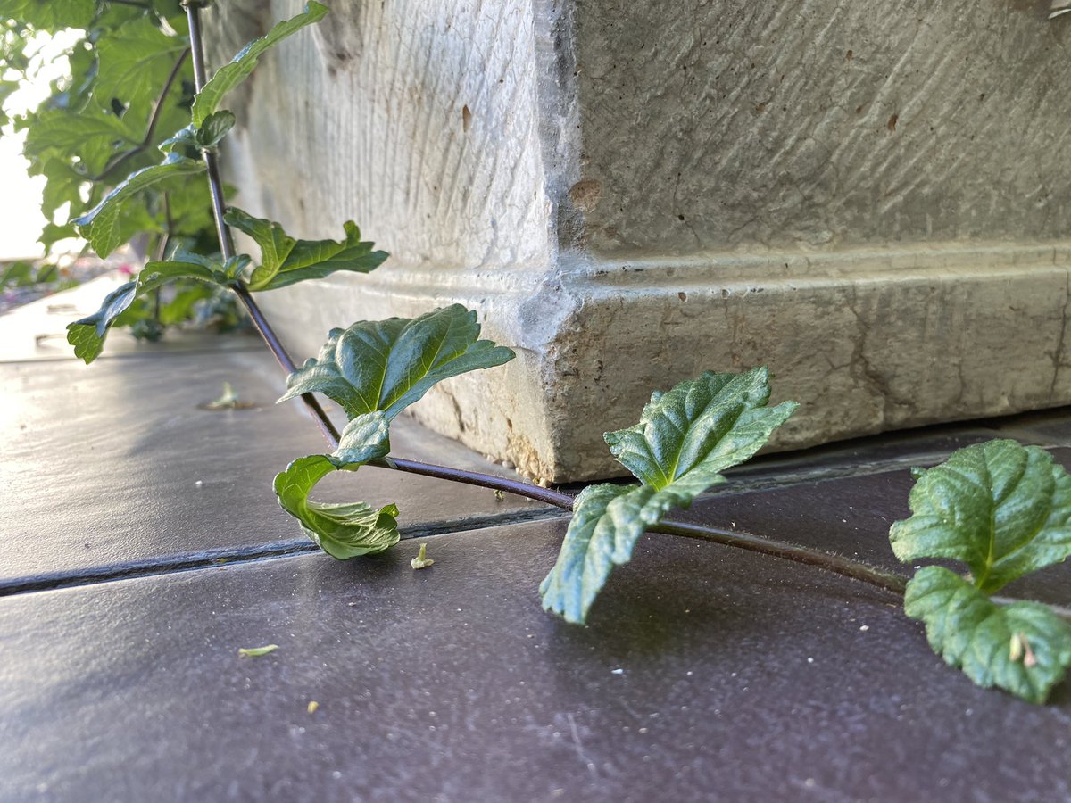 N__Aldrees's tweet image. 